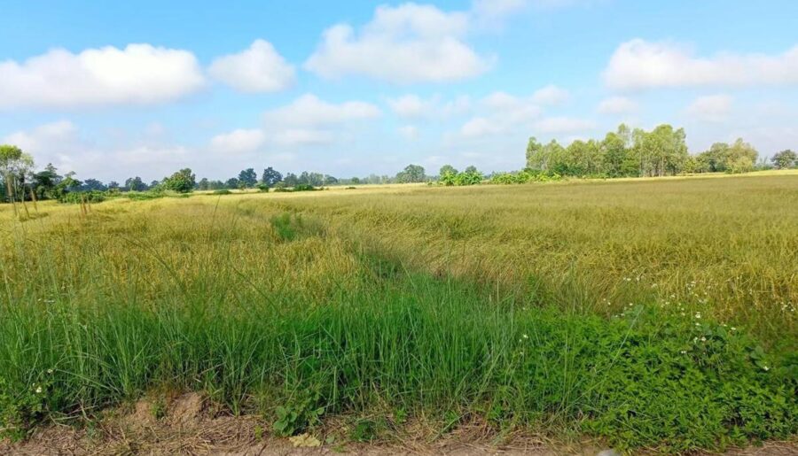 ขายด่วน…ที่นา อ.ดอกคำใต้ จ.พะเยา วิวเขา มีน้ำตลอดปี อากาศดีมาก ฮวงจุ้ยดี โทร 099-1961001