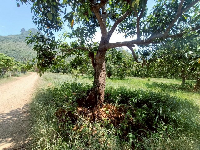 ขายที่ดินเปล่า ถมแล้ว 2ไร่ 1งาน 24 ตร.ว. อำเภอสามร้อยยอด ประจวบฯ