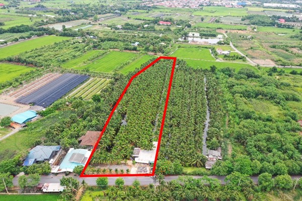 ขายที่ดินพร้อมสวนมะพร้าว บางใหญ่ นนทบุรี เนื้อที่ 7 ไร่ 2 งาน 11 ตรว. บรรยากาศร่มรื่น สวยงาม โทร 088-2559999 เจ้าของขายเอง