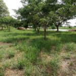 ขาย ที่ดินติดแม่น้ำท่าจีน ลำพญา นครปฐม เนื้อที่ 14-0-21.3 ไร่