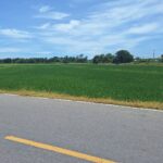 ขายที่ดิน 7-3-55 ไร่ ใกล้ ม.ธรรมศาสตร์ ศูนย์รังสิต