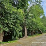 ขายต่ำกว่าราคาประเมิน ที่สวนป่าสวย ต.พรหมณี อ.เมืองนครนายก