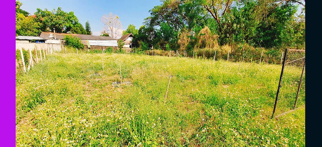 ขาย ประกาศ ติดซอยเข้าถึงง่าย เหมาะสำหรับสร้างบ้านสร้างบ้านเช่า ที่ดินเชียงใหม่ยินดีรับนายหน้าป่าแดด อยู่ในโซนที่มีความต้องการที่อยู่อาศัยสูง อพาร์ตเมนต์หรือทำโฮมออฟฟิศ